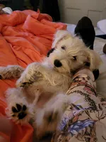 Cylde, a male Miniature Schnauzer for sale in Benson, MN – Photo 9 of 10