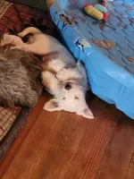 Cylde, a male Miniature Schnauzer for sale in Benson, MN – Photo 6 of 10