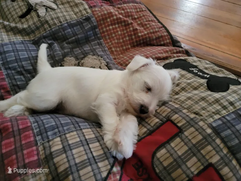 Cylde, a male Miniature Schnauzer for sale in Benson, MN – Photo 1 of 10