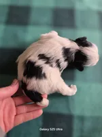 Bramble, a male Miniature Schnauzer for sale in Benson, MN – 3 of 5