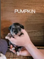Pumpkin, a female Miniature Schnauzer for sale in Benson, MN – Photo 5 of 6