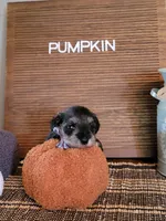 Pumpkin, a female Miniature Schnauzer for sale in Benson, MN – Photo 4 of 6