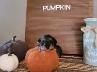 Pumpkin, a female Miniature Schnauzer for sale in Benson, MN – Photo 3 of 6