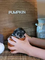 Pumpkin, a female Miniature Schnauzer for sale in Benson, MN – Photo 6 of 6
