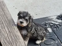 Pumpkin, a female Miniature Schnauzer for sale in Benson, MN – Photo 2 of 6