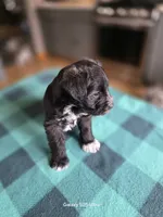 Sheldon, a male Miniature Schnauzer for sale in Benson, MN – 2 of 3