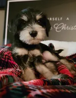 Oscar, a male Miniature Schnauzer for sale in Benson, MN – Photo 1 of 6