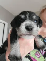 Oscar, a male Miniature Schnauzer for sale in Benson, MN – Photo 4 of 6