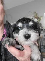 Oscar, a male Miniature Schnauzer for sale in Benson, MN – Photo 2 of 6