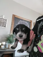 Oscar, a male Miniature Schnauzer for sale in Benson, MN – Photo 6 of 6