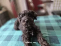 Rosie, a female Miniature Schnauzer for sale in Benson, MN – 2 of 7