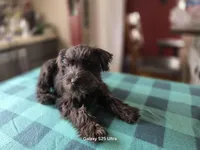 Rosie, a female Miniature Schnauzer for sale in Benson, MN – 6 of 7