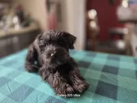 Rosie, a female Miniature Schnauzer for sale in Benson, MN – 5 of 7