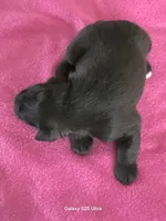 Rosie, a female Miniature Schnauzer for sale in Benson, MN – Photo 3 of 3