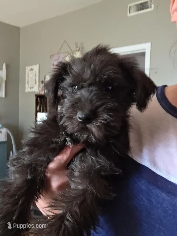 Rosie – Miniature Schnauzer puppy for sale in Benson, MN
