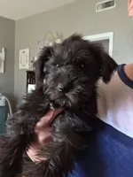 Rosie, a female Miniature Schnauzer for sale in Benson, MN – 1 of 7