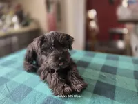 Rosie, a female Miniature Schnauzer for sale in Benson, MN – 4 of 7