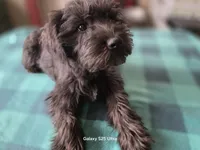 Rosie, a female Miniature Schnauzer for sale in Benson, MN – 7 of 7