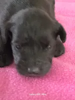 Rosie, a female Miniature Schnauzer for sale in Benson, MN – Photo 2 of 3