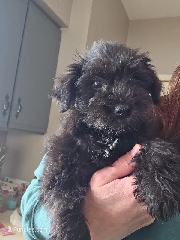 Rosie, a female Miniature Schnauzer for sale in Benson, MN – Photo 1 of 1