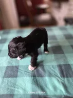 Dexter, a male Miniature Schnauzer for sale in Benson, MN – 3 of 4