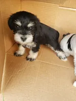 New Arrivals, a  Miniature Schnauzer for sale in Benson, MN – Photo 1 of 10