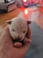 New Arrivals, a  Miniature Schnauzer for sale in Benson, MN – Photo 2 of 10