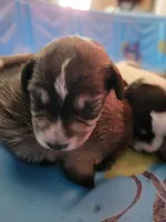 New Arrivals, a  Miniature Schnauzer for sale in Benson, MN – Photo 3 of 10