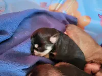 New Arrivals, a  Miniature Schnauzer for sale in Benson, MN – Photo 5 of 10