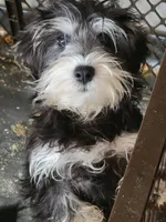 New Arrivals, a  Miniature Schnauzer for sale in Benson, MN – Photo 10 of 10