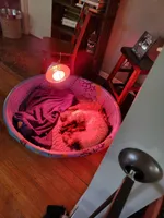 New Arrivals, a  Miniature Schnauzer for sale in Benson, MN – Photo 8 of 10