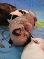 New Arrivals, a  Miniature Schnauzer for sale in Benson, MN – Photo 4 of 10