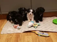 New Arrivals, a  Miniature Schnauzer for sale in Benson, MN – Photo 7 of 10