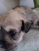 Summer, a female Miniature Schnauzer for sale in Benson, MN – Photo 2 of 5