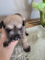 Summer, a female Miniature Schnauzer for sale in Benson, MN – Photo 5 of 5