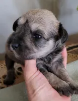 Summer, a female Miniature Schnauzer for sale in Benson, MN – Photo 3 of 5