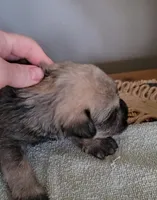 Summer, a female Miniature Schnauzer for sale in Benson, MN – Photo 1 of 5