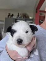 Bramble, a male Miniature Schnauzer for sale in Benson, MN – 1 of 5