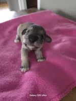 Bell, a female Miniature Schnauzer for sale in Benson, MN – Photo 4 of 6