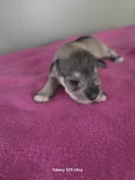 Bell, a female Miniature Schnauzer for sale in Benson, MN – Photo 3 of 6