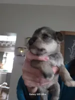 Bell, a female Miniature Schnauzer for sale in Benson, MN – Photo 1 of 6