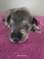 Bell, a female Miniature Schnauzer for sale in Benson, MN – Photo 5 of 6