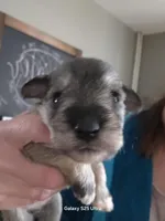 Bell, a female Miniature Schnauzer for sale in Benson, MN – Photo 2 of 6