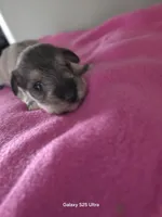 Bell, a female Miniature Schnauzer for sale in Benson, MN – Photo 6 of 6