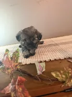 Aspen, a female Schnoodle for sale in Benson, MN – 2 of 4
