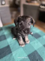 Winston , a male Miniature Schnauzer for sale in Benson, MN – 5 of 7
