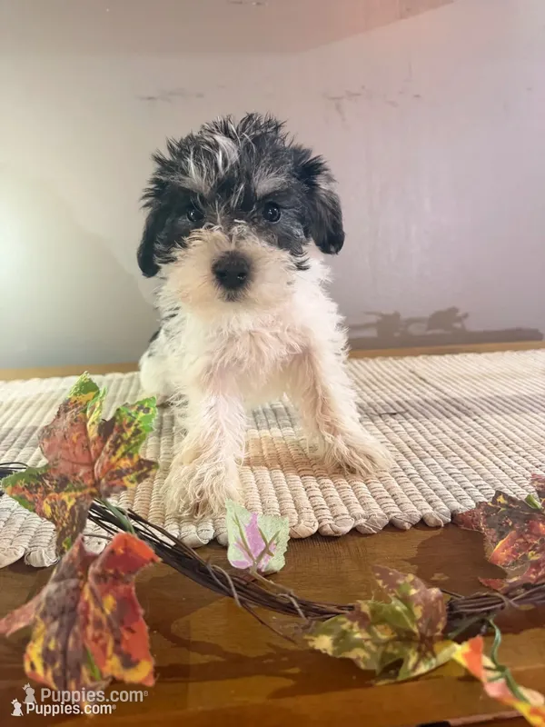 Jack – Miniature Schnauzer puppy for sale in Benson, MN