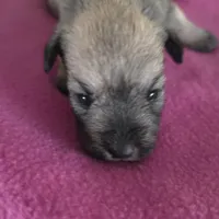 Lilly, a female Miniature Schnauzer for sale in Benson, MN – Photo 2 of 2