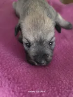 Lilly, a female Miniature Schnauzer for sale in Benson, MN – Photo 2 of 2