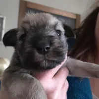 Lilly, a female Miniature Schnauzer for sale in Benson, MN – Photo 1 of 2